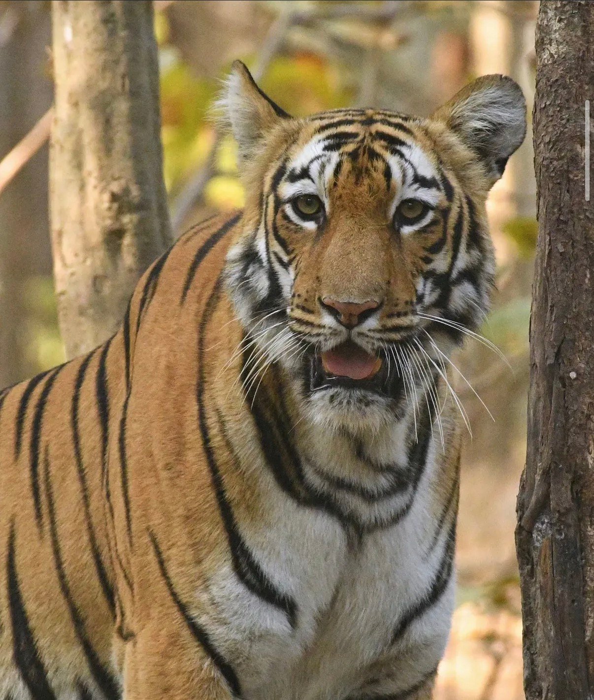 Tiger portrait closeup Karhandala