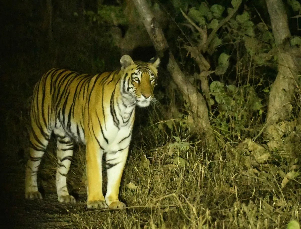 Tiger spotted at night near Karhandala